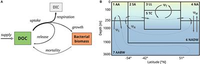 <mark class="highlighted">Microbial Physiology</mark> Governs the Oceanic Distribution of Dissolved Organic Carbon in a Scenario of Equal Degradability